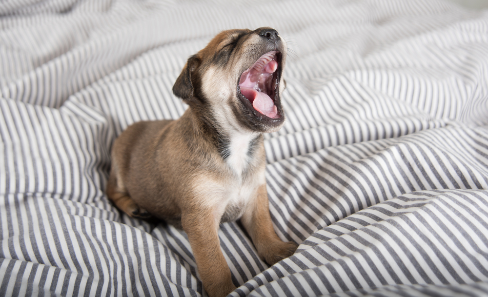 Derfor sukker hunden din – tre herlige grunner
