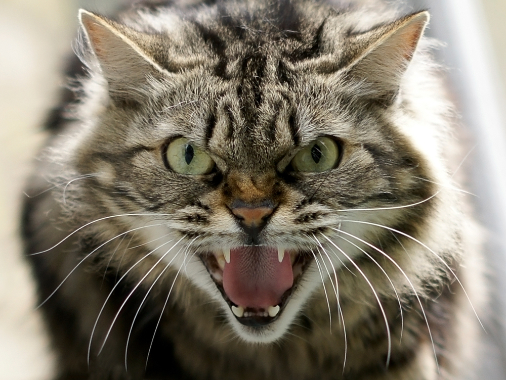 Derfor biter katten deg – selv når den virker kosete
