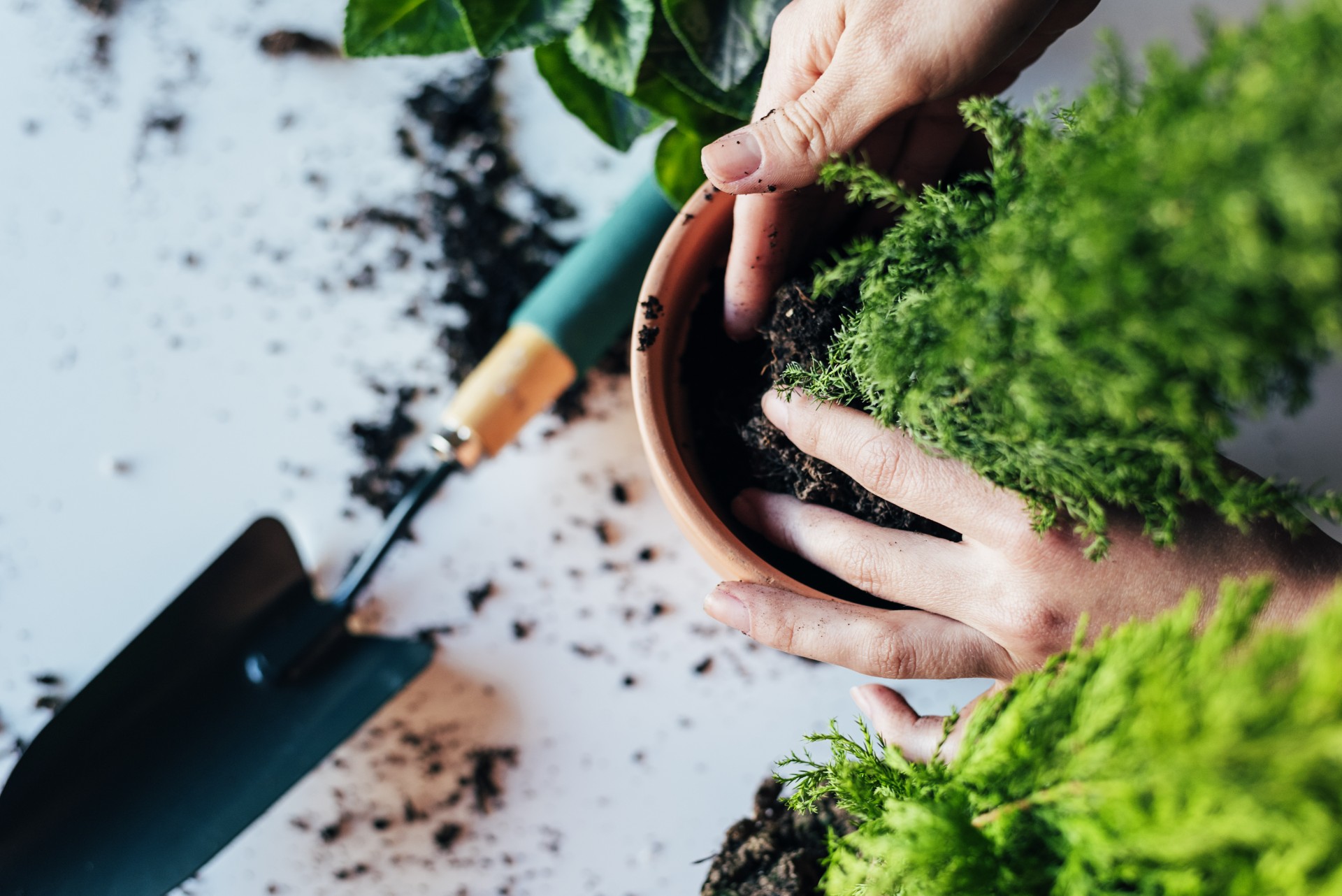 Det er derfor folk putter poteter i blomsterpottene sine – grunnen er genial