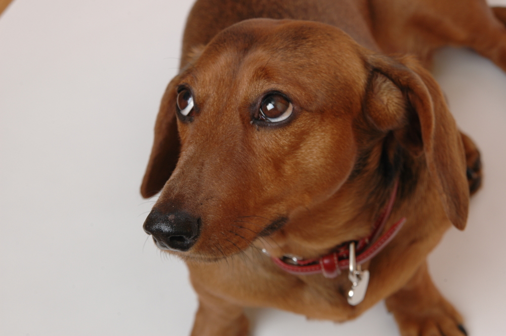 17-åring tatt med buksene nede: Hadde sex med hunden sin