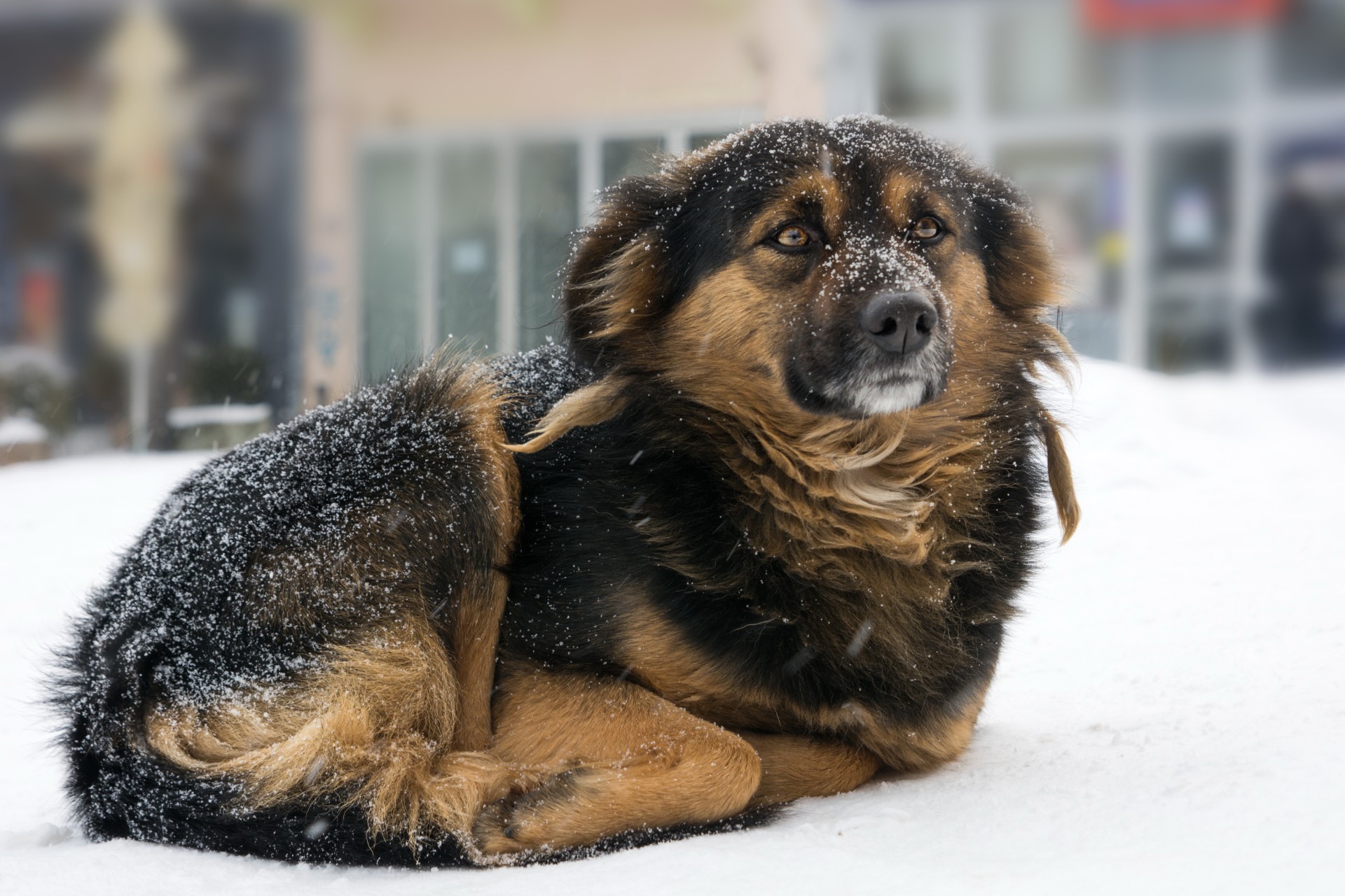 Kan jeg gå tur med hunden min i snøen?