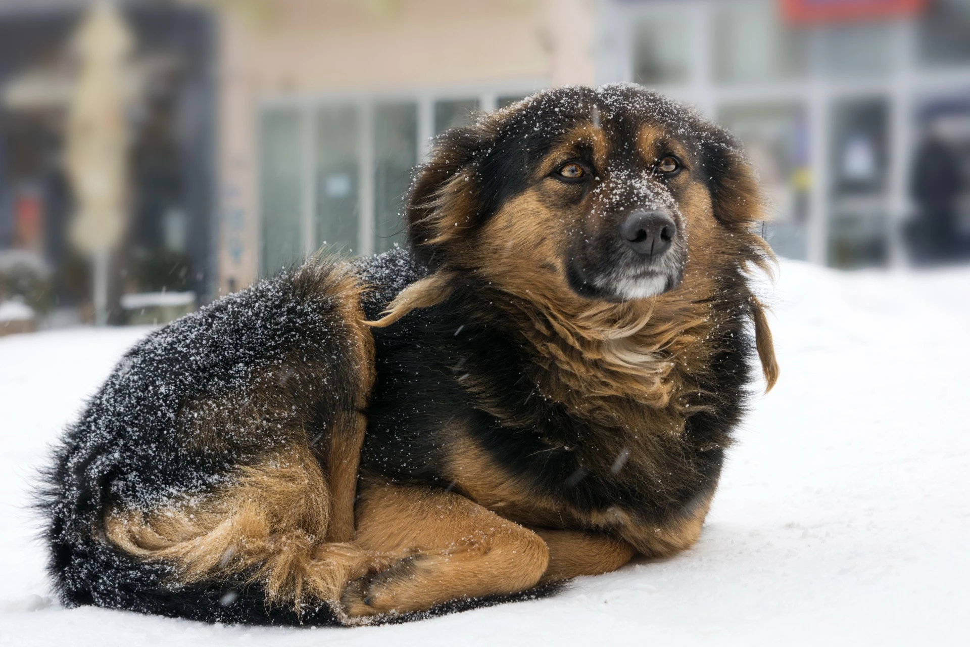 Kan jeg gå tur med hunden min i snøen?