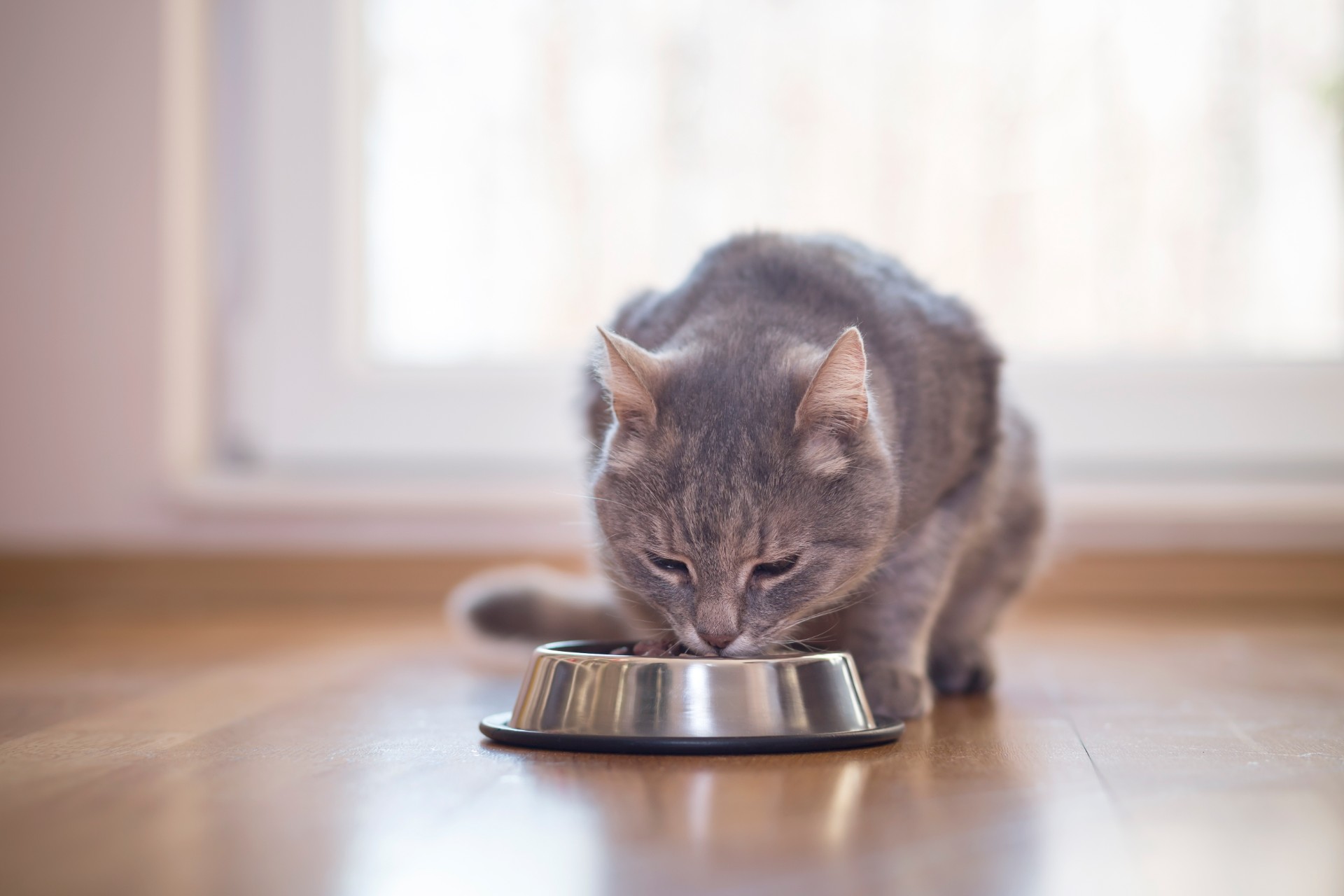 Derfor vil katten din spise sammen med deg – ifølge veterinær