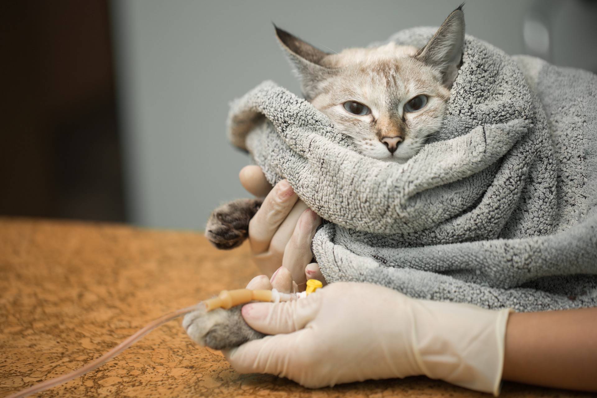 300 000 katter drept av mutert koronavirus
