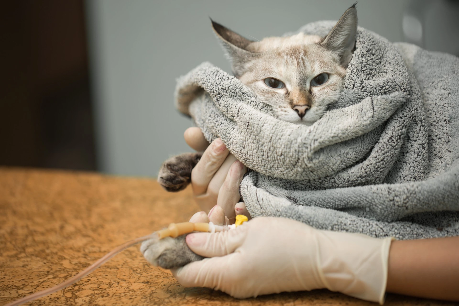 300 000 katter drept av mutert koronavirus