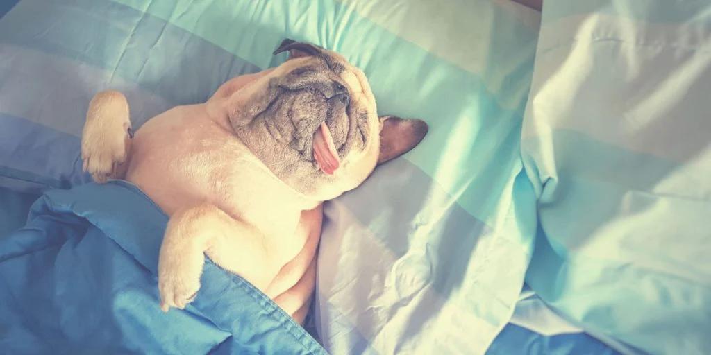 Vil du sove bedre? Studie avslører nøkkelen til god søvn: Erstatt mannen din med hunden i sengen!