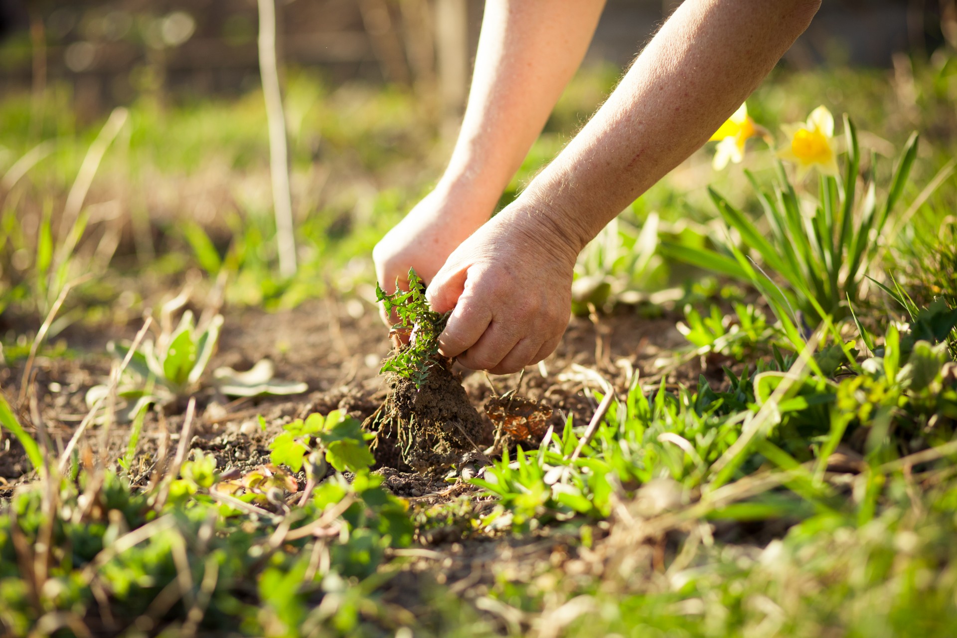 Et naturlig alternativ til roundup: Slik dreper du ugress på et blunk