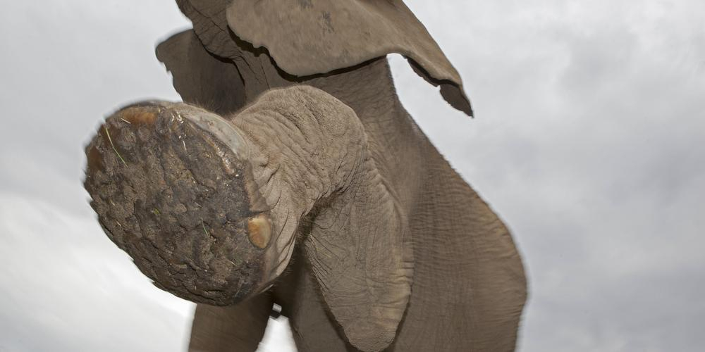 Krypskytter «trampet i hjel» av elefant i Sør-Afrika