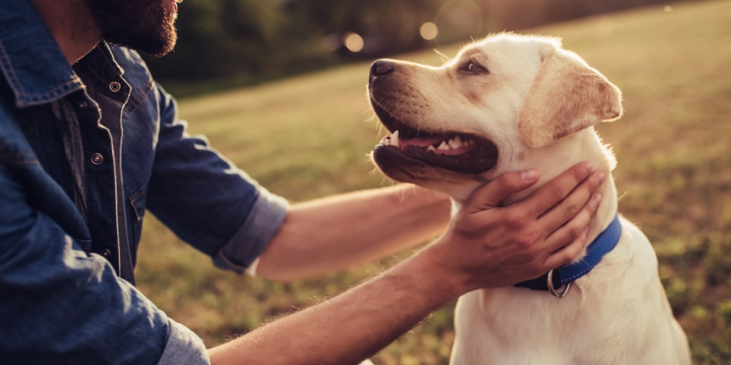 Hund i sjokk etter en tur til kiropraktor, har nå gått viralt