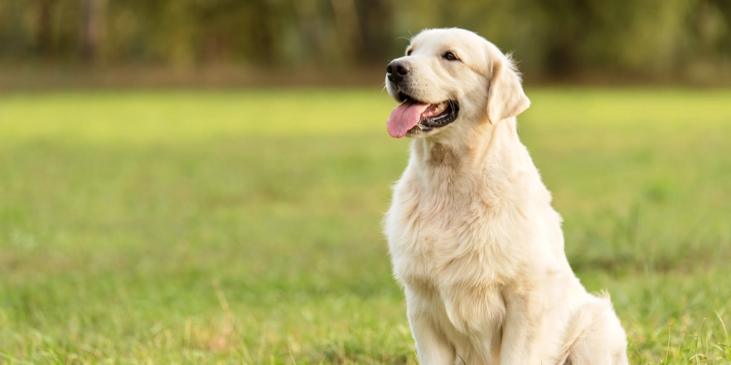 Familie gjør den elskede døde golden retrieveren til et teppe