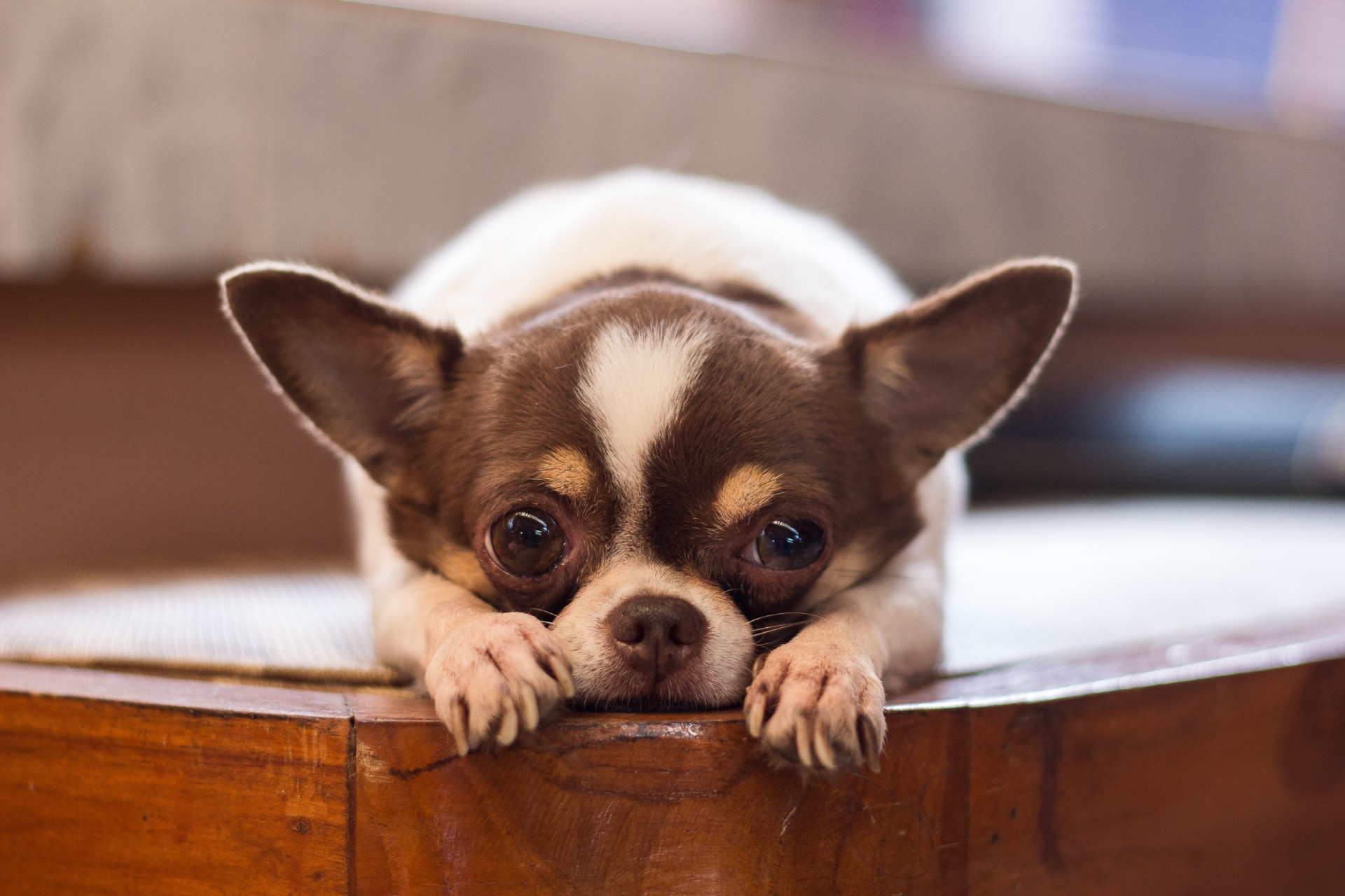 Usikker på hvilken hund du skal velge? Disse hundene lever lengst