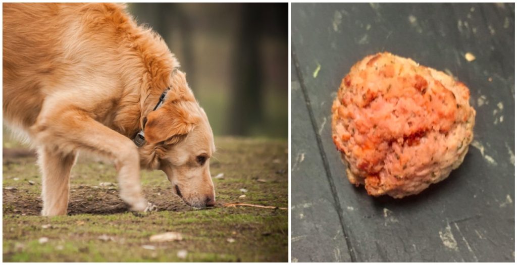 Politiet advarer hundeeiere: Giftige kjøttboller lagt ut som godbiter