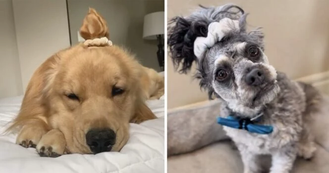 Farlig ny trend på hunder: Nå advarer veterinær om farlig oppførsel