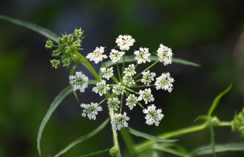 Livsfarlig plante vokser i Norge – giften kan drepe et menneske på 15 minutter
