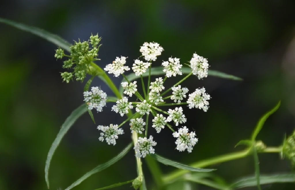 Livsfarlig plante vokser i Norge – giften kan drepe et menneske på 15 minutter