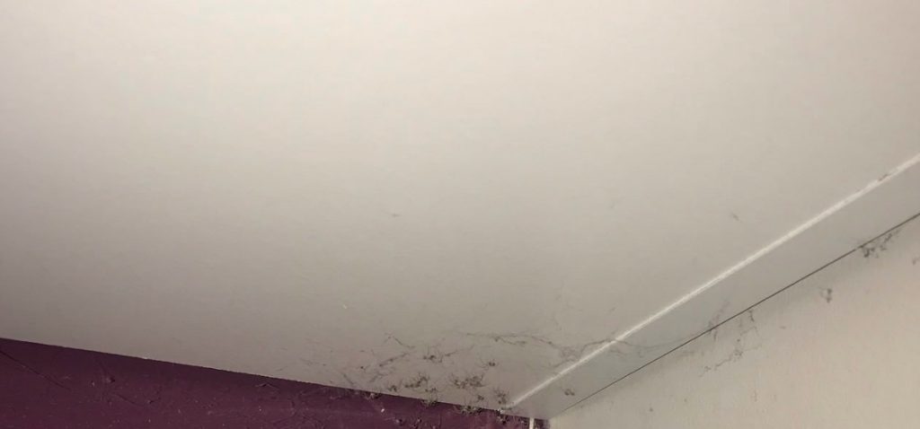 19-årige Lydia trodde det var støv oppe i hjørnet på rommet sitt – men hun fikk seg en ekkel overraskelse