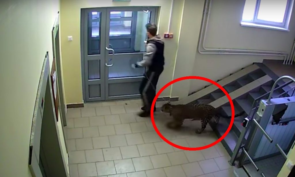 Nabo fikk seg nytt kjæledyr: Da de så dette på overvåkningsvideoen ble de målløse