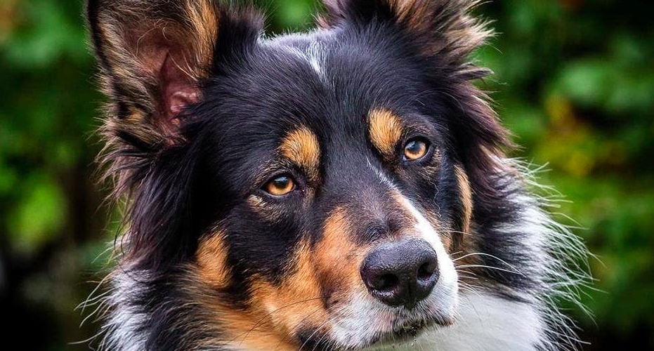 Redningshund gjorde vilt funn under øvelse som fikk redningsmannskapet til å måpe
