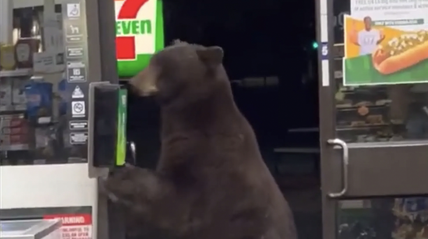 Bjørn går i 7-Eleven for å bruke håndsprit