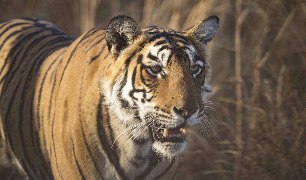 Tiger løs i dyrehage: Biter hånd av dyrepasser