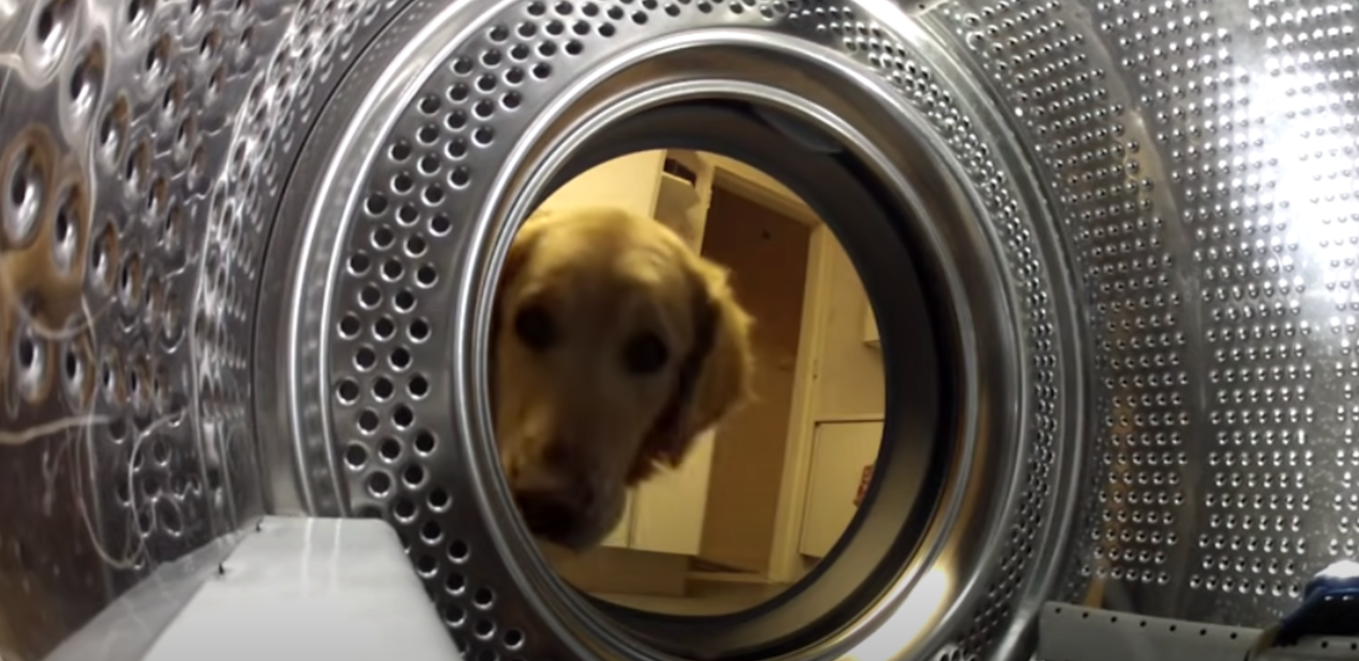 Hund ser inn i vaskemaskinen: Se hva han gjør som får hele internett til å le