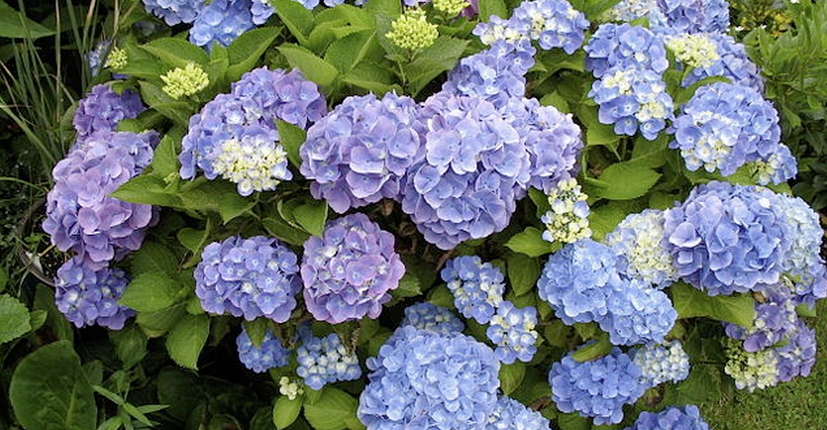 Kast det under hortensiaene: De vil blomstre store og fine