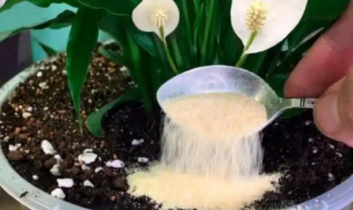 Bare én teskje under grønne planter vil få den til å blomstre mirakuløst