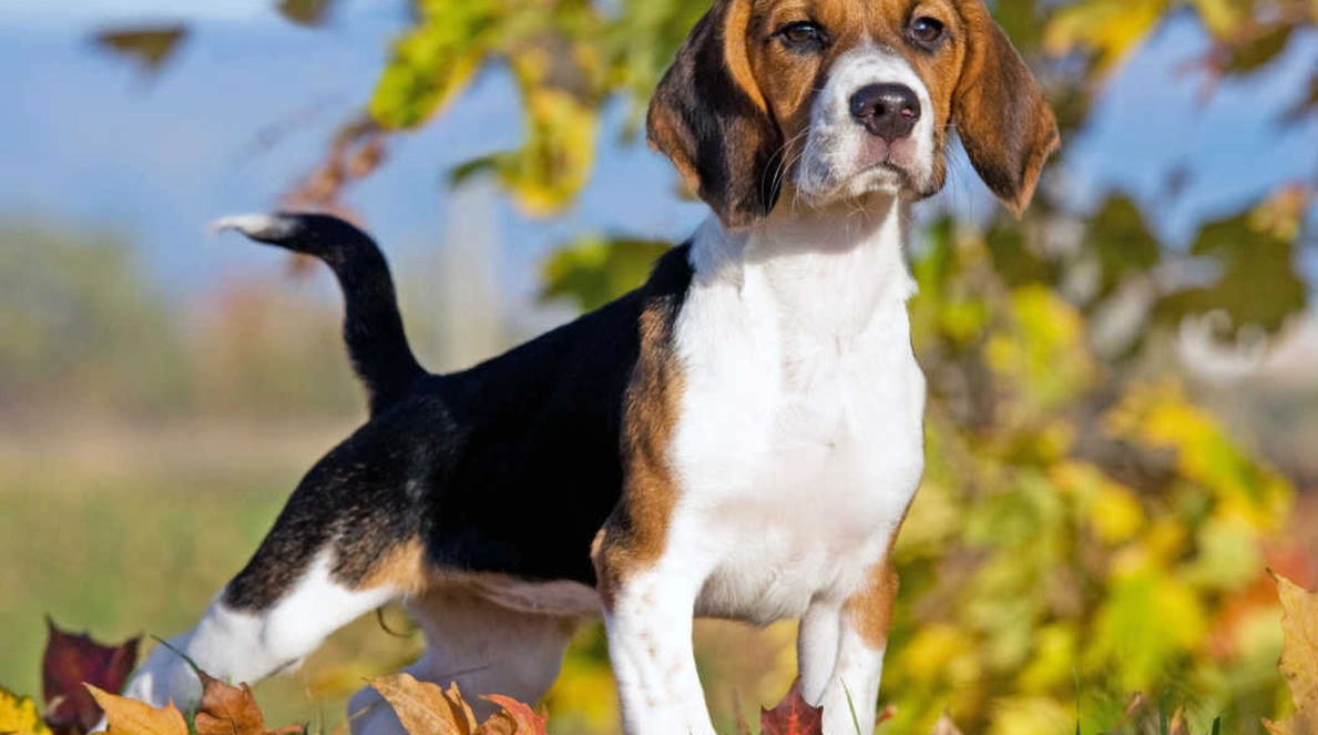 Hundetrener nekter å eie disse 6 rasene: Har du en av dem?