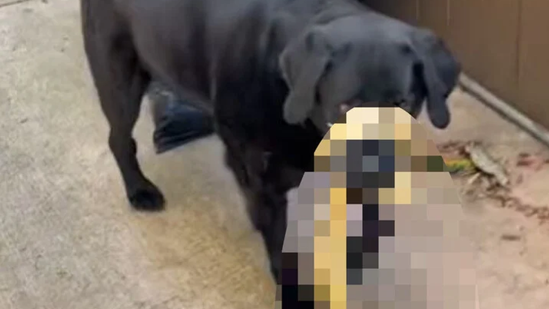 Hund returnerte til eieren – da hun så hva den hadde med seg, ringte hun straks etter hjelp