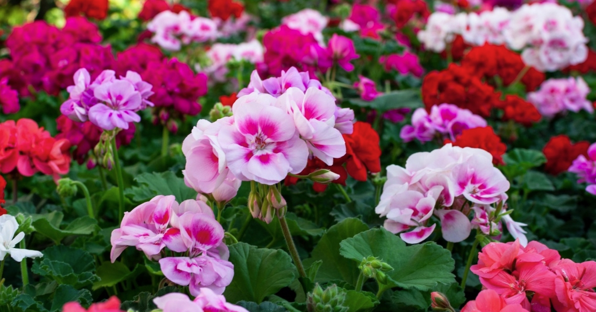 Du har det allerede hjemme: Denne drikken er den beste gjødsel for pelargonier
