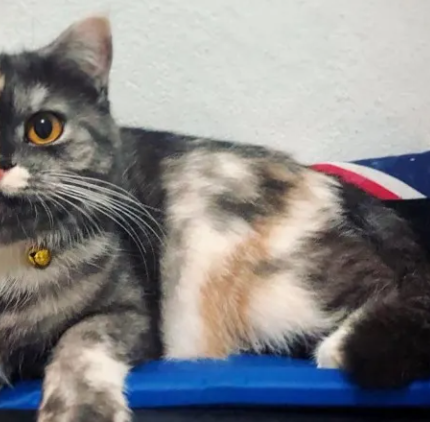 Møt katten med de to ansikt og det bemerkelsesverdige navn