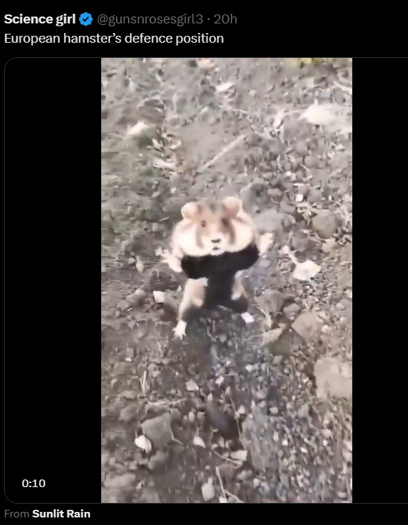 Et lite dyr med stort mot: se video!