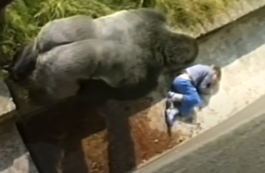 Gorillaen som reddet en liten gutt: Nå forteller briten sin utrolige historie 40 år etter