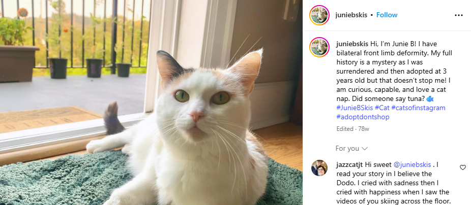 Katten som «sto på ski» smeltet hjertene til tusenvis – se videoen som rører hele nettet