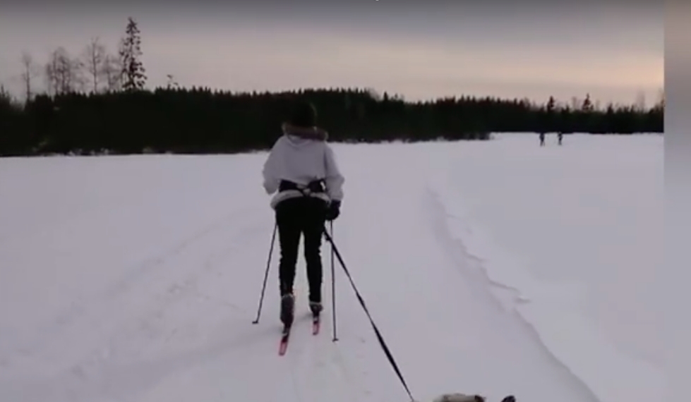 Bentes skitur med elghunden Warro er sett av hundretusener: Vi hadde aldri forventet så stor respons