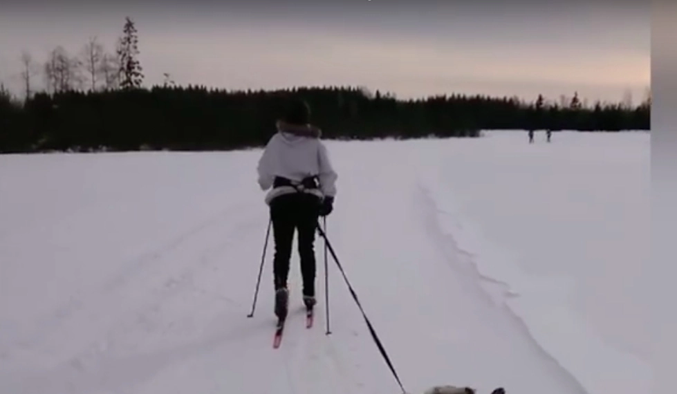 Bentes skitur med elghunden Warro er sett av hundretusener: Vi hadde aldri forventet så stor respons