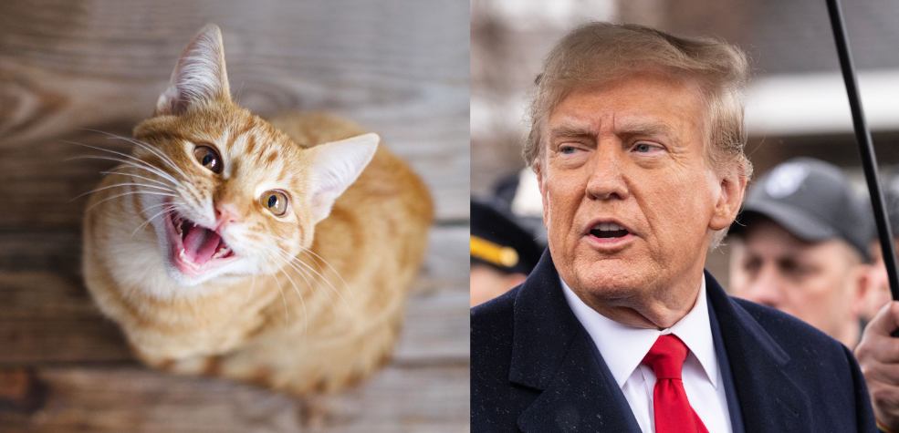 Dette er historien bak ryktet om de katte-spisende innvandrerne