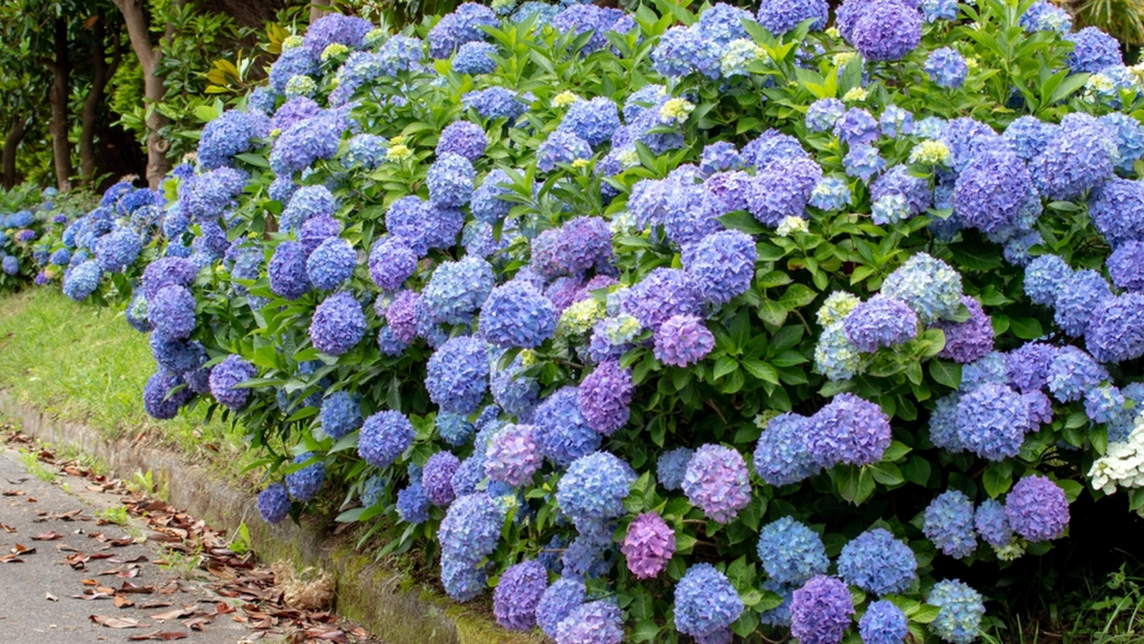 Viktig beskjed til alle som har hortensia i hagen
