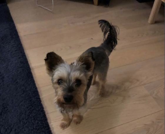 Hund stjålet utenfor Kiwi