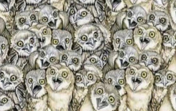Kan du finne katten på 10 sekunder, er du dyktigere enn de fleste
