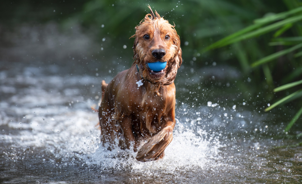 Veterinær advarer: Derfor bør du ikke la hunden din drikke av vannpytter