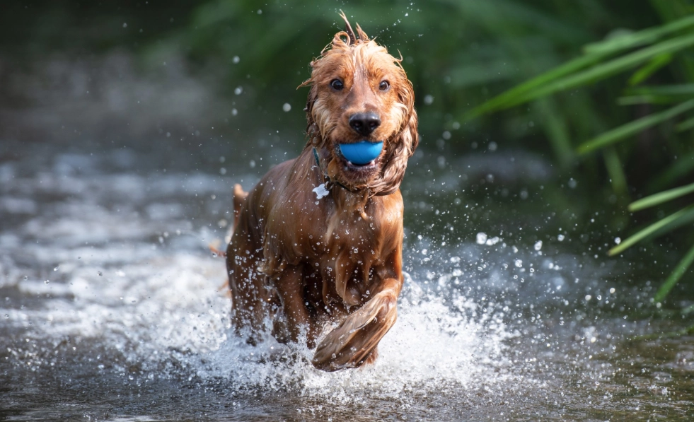 Veterinær advarer: Derfor bør du ikke la hunden din drikke av vannpytter
