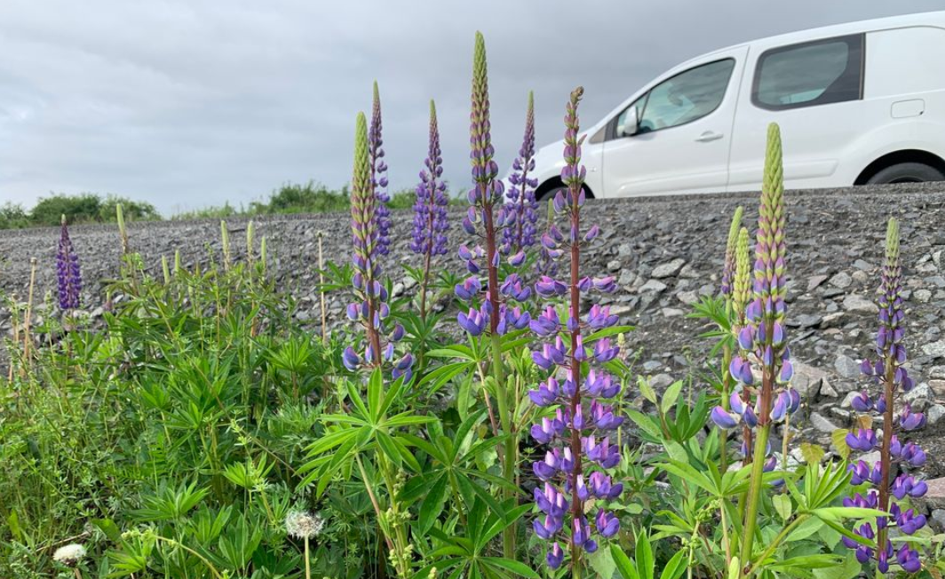Hvorfor klipper egentlig Statens vegvesen vegkanten når blomstene er på sitt vakreste og insektene summer?