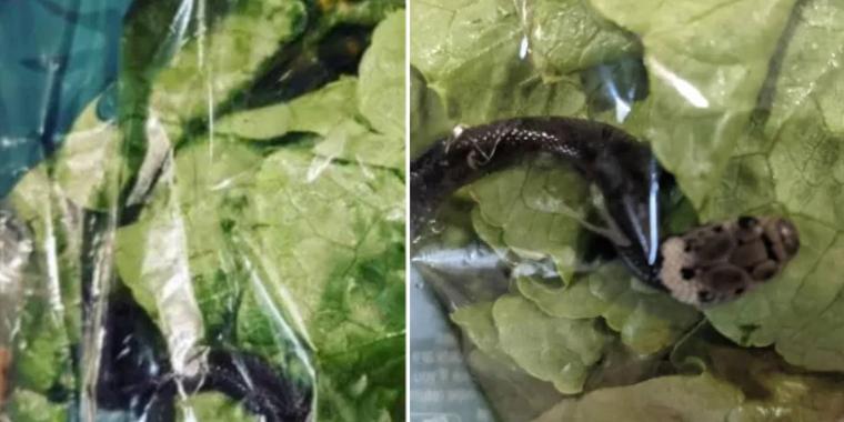 Skremmende funn: Forferdet gutt finner levende slange i salatpose fra supermarked