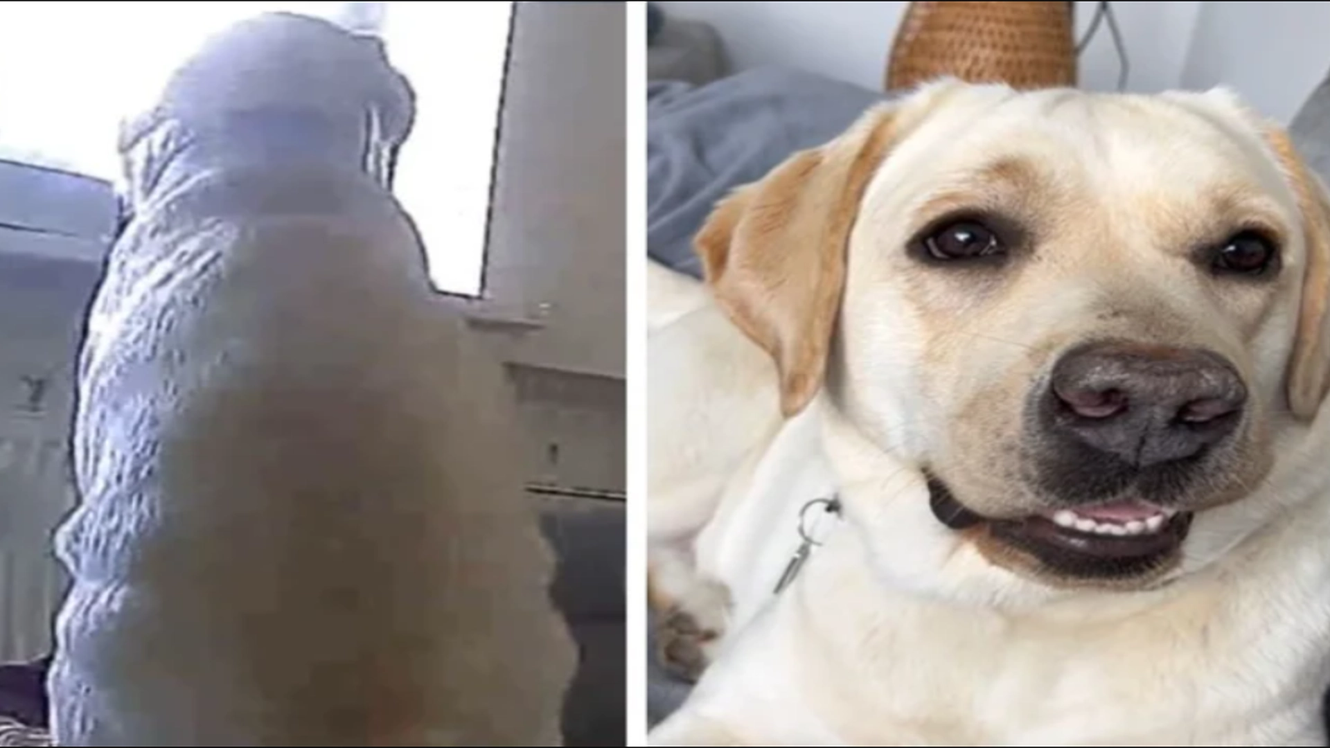Kvinnen er målløs når hun ser på video hva hunden hennes gjør