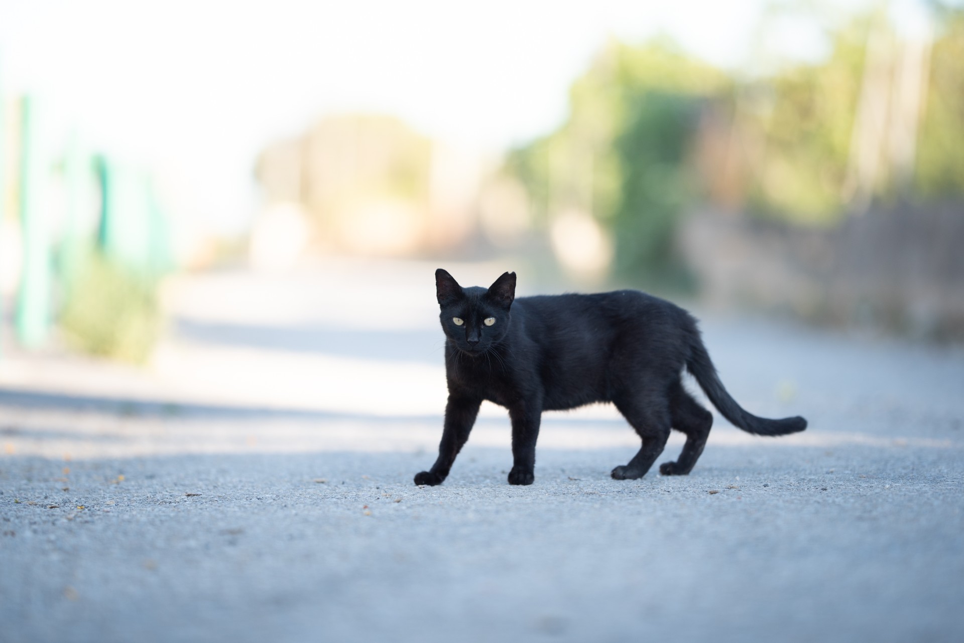 Fredag den 13: Katten har ni liv – det har ikke du