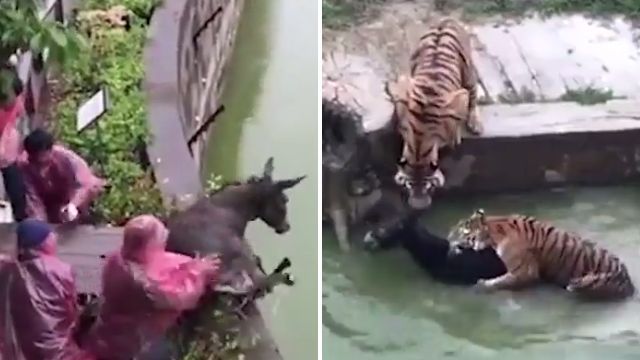 Forferdelig video: Levende esel kastet ned til sultne tigre i dyrehage