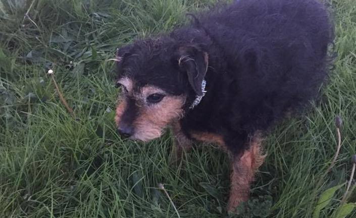Alan finner en etterlatt hund på et jorde: Da han finner en lapp i vesken med hundemat blir han målløs