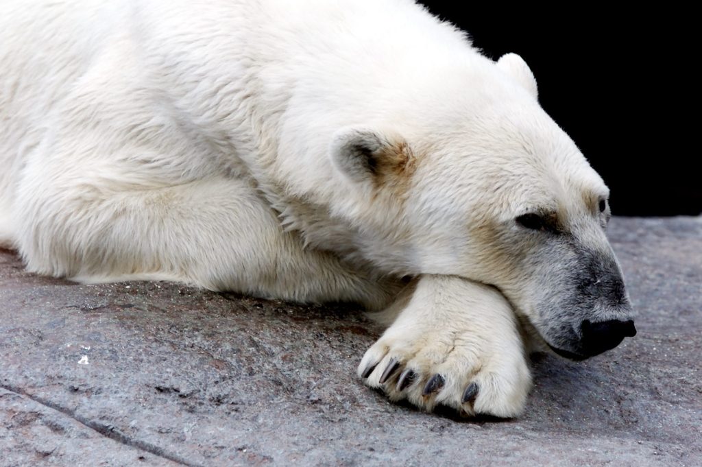 Fransk kvinne angrepet av isbjørn på Svalbard