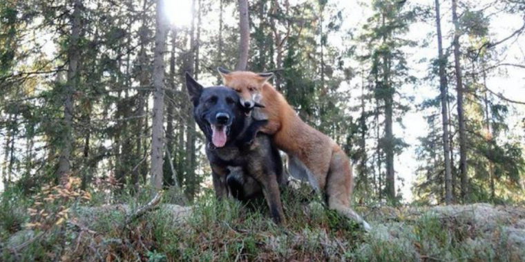 Hunden forsvinner inn i skogen hver dag, og eieren får et sjokk når han ser hvorfor